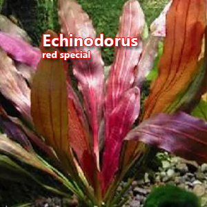 Echinodorus red special